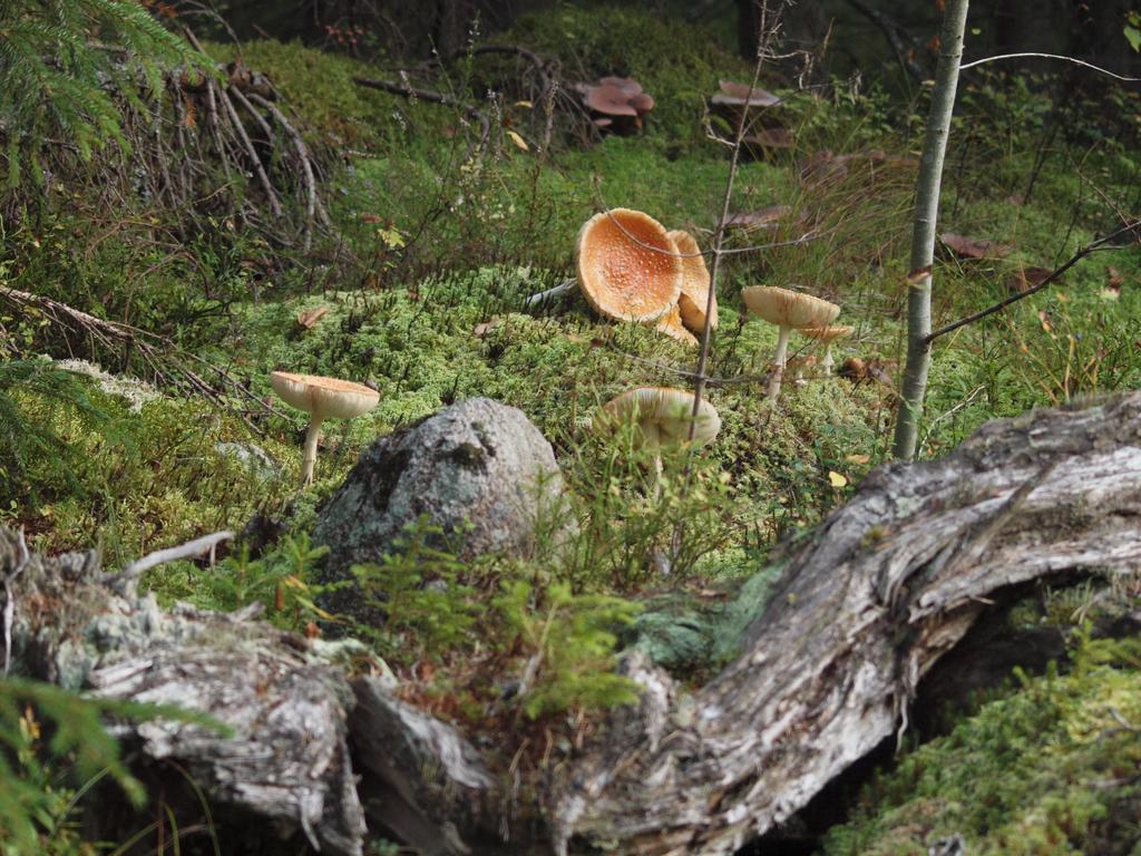 Mieps Huset Dalarna Holiday Kullen  Esterno foto