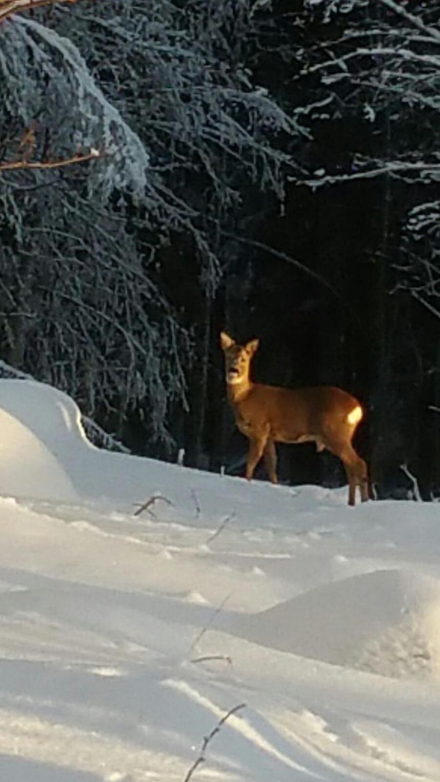 Mieps Huset Dalarna Holiday Kullen  Esterno foto